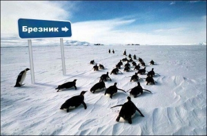 Пингвини към Брезник